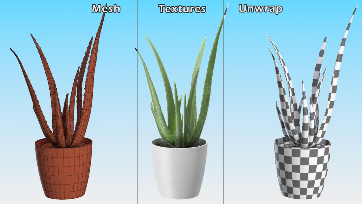 Aloe Pot Plant 3D model