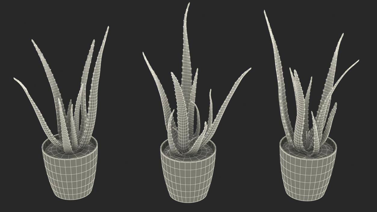 Aloe Pot Plant 3D model