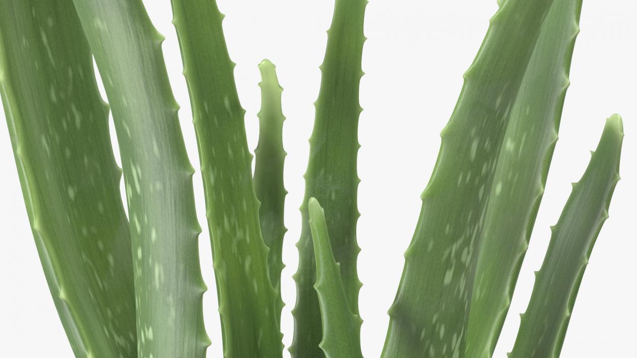 Aloe Pot Plant 3D model