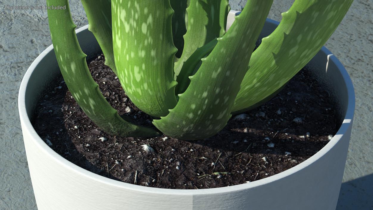 Aloe Pot Plant 3D model