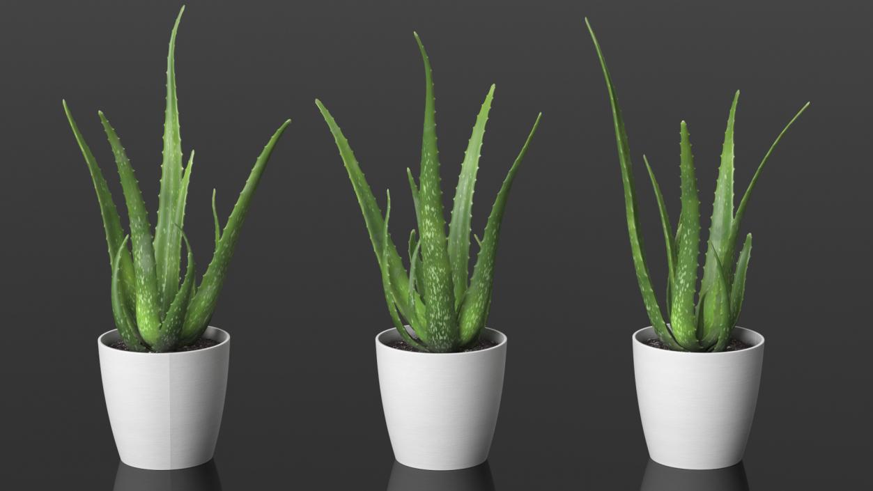 Aloe Pot Plant 3D model