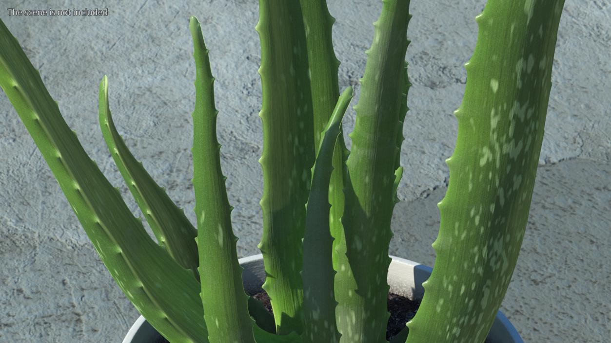 Aloe Pot Plant 3D model