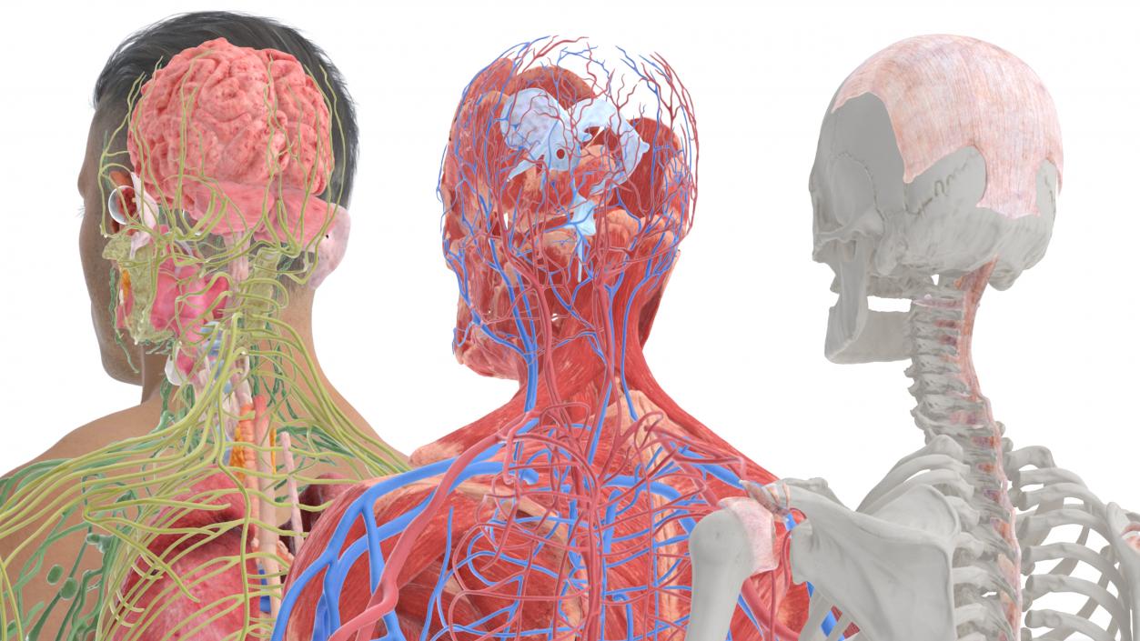 3D Realistic Full Body Anatomy Collection model