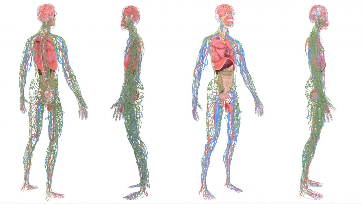 3D Realistic Full Body Anatomy Collection model