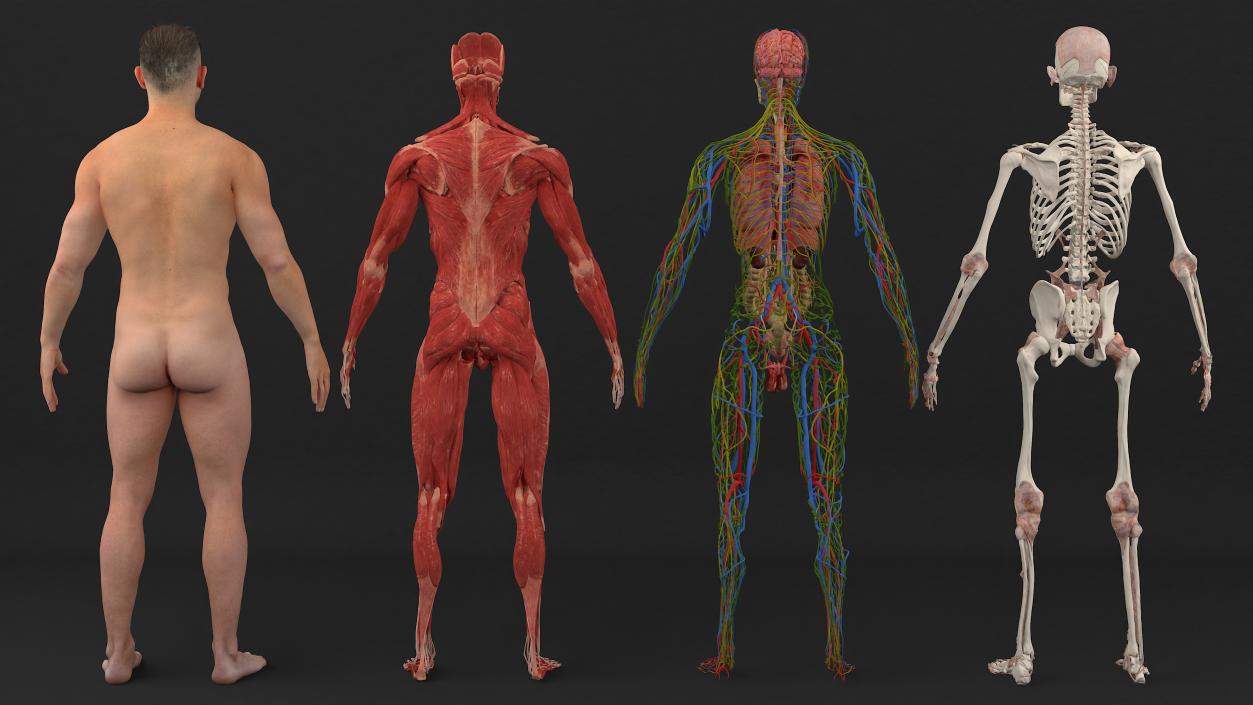 3D Realistic Full Body Anatomy Collection model