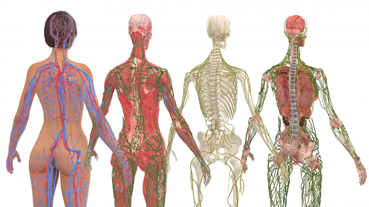 3D Realistic Full Body Anatomy Collection model