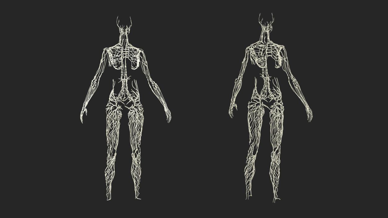 3D Realistic Full Body Anatomy Collection model