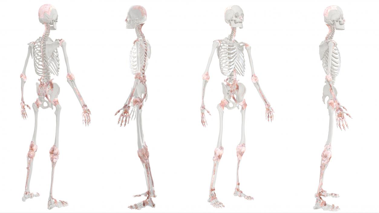 3D Realistic Full Body Anatomy Collection model