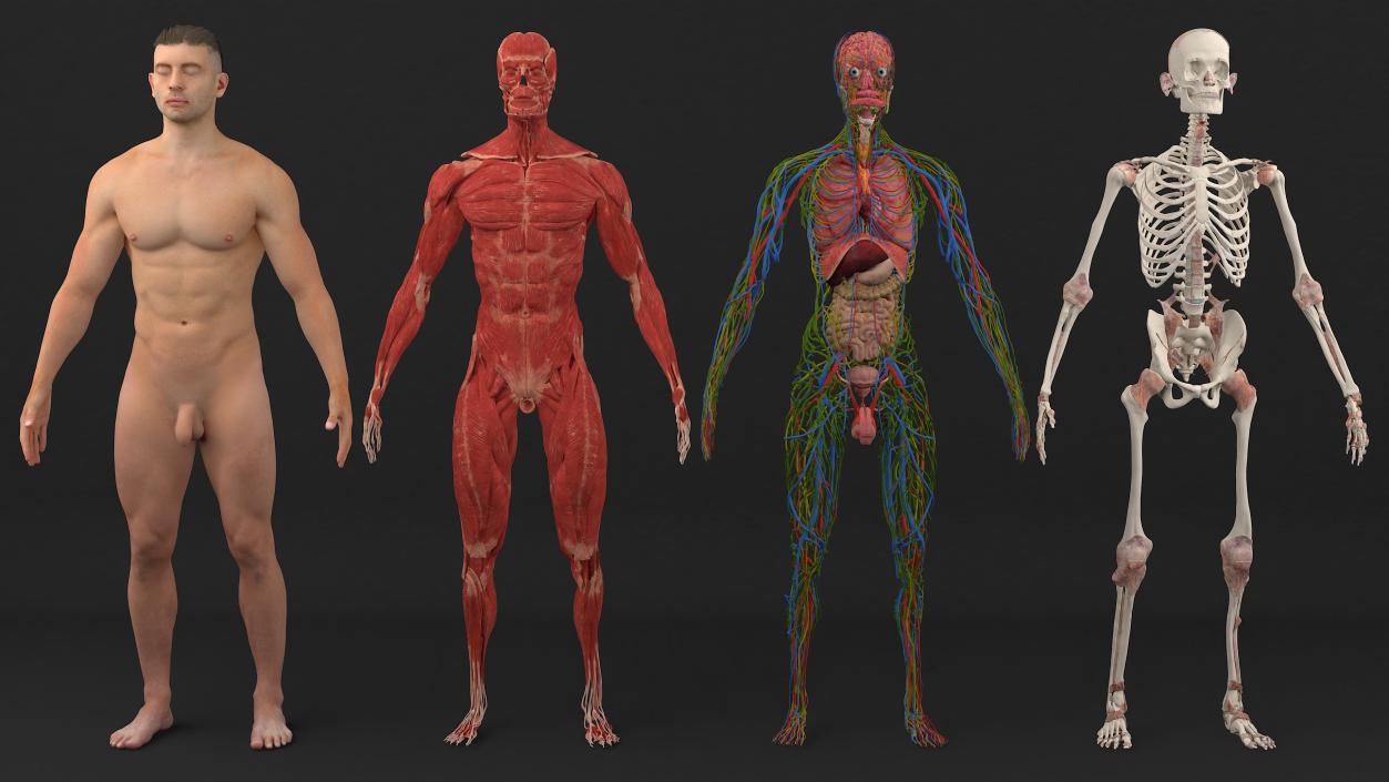 3D Realistic Full Body Anatomy Collection model