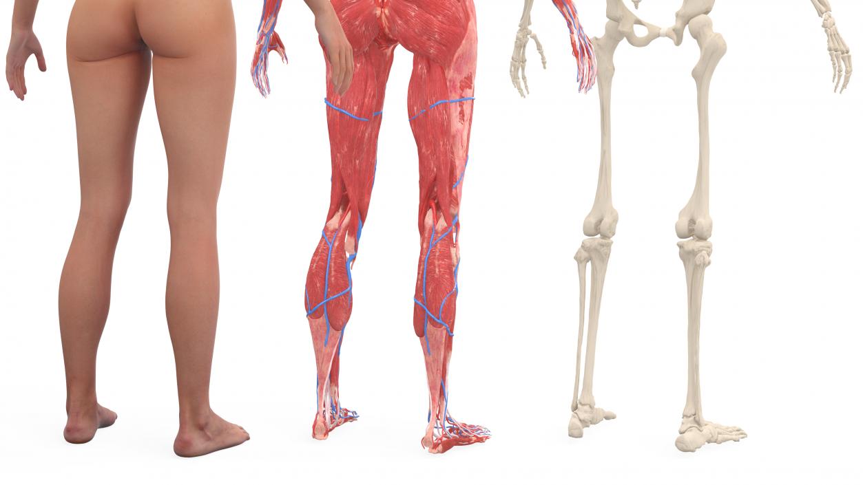 3D Realistic Full Body Anatomy Collection model