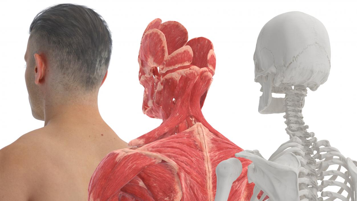 3D Realistic Full Body Anatomy Collection model