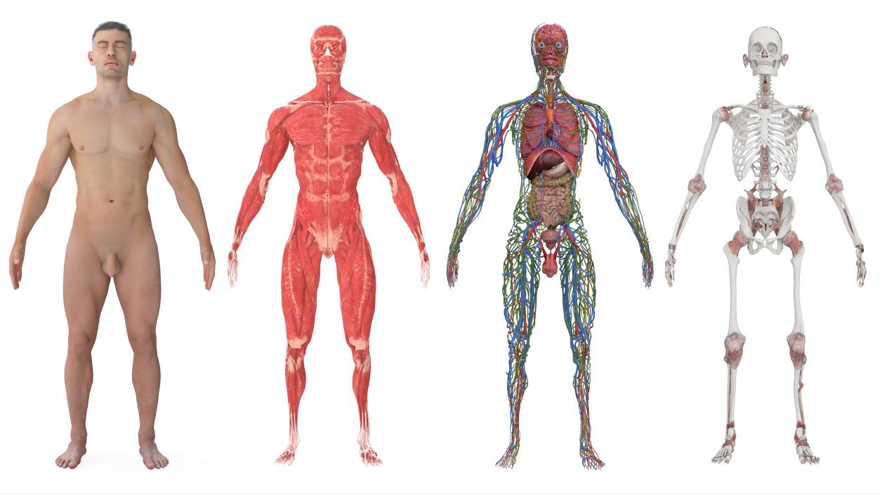 3D Realistic Full Body Anatomy Collection model