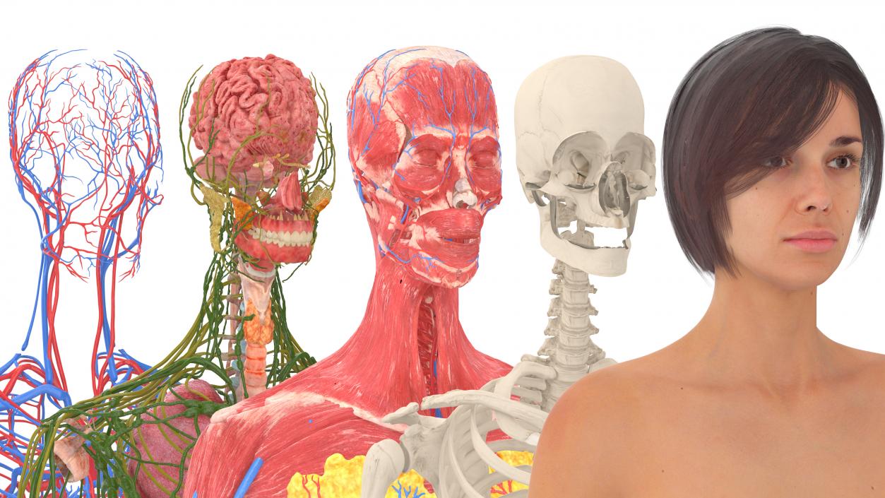 3D Realistic Full Body Anatomy Collection model