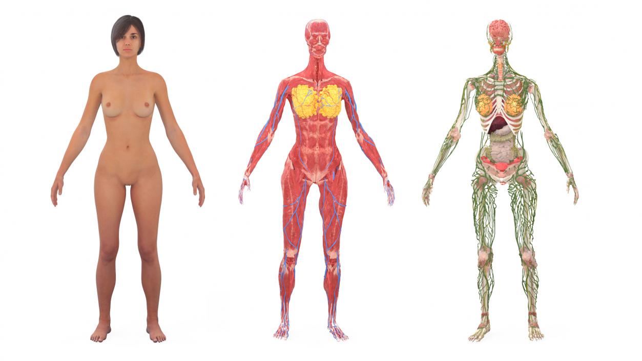 3D Realistic Full Body Anatomy Collection model