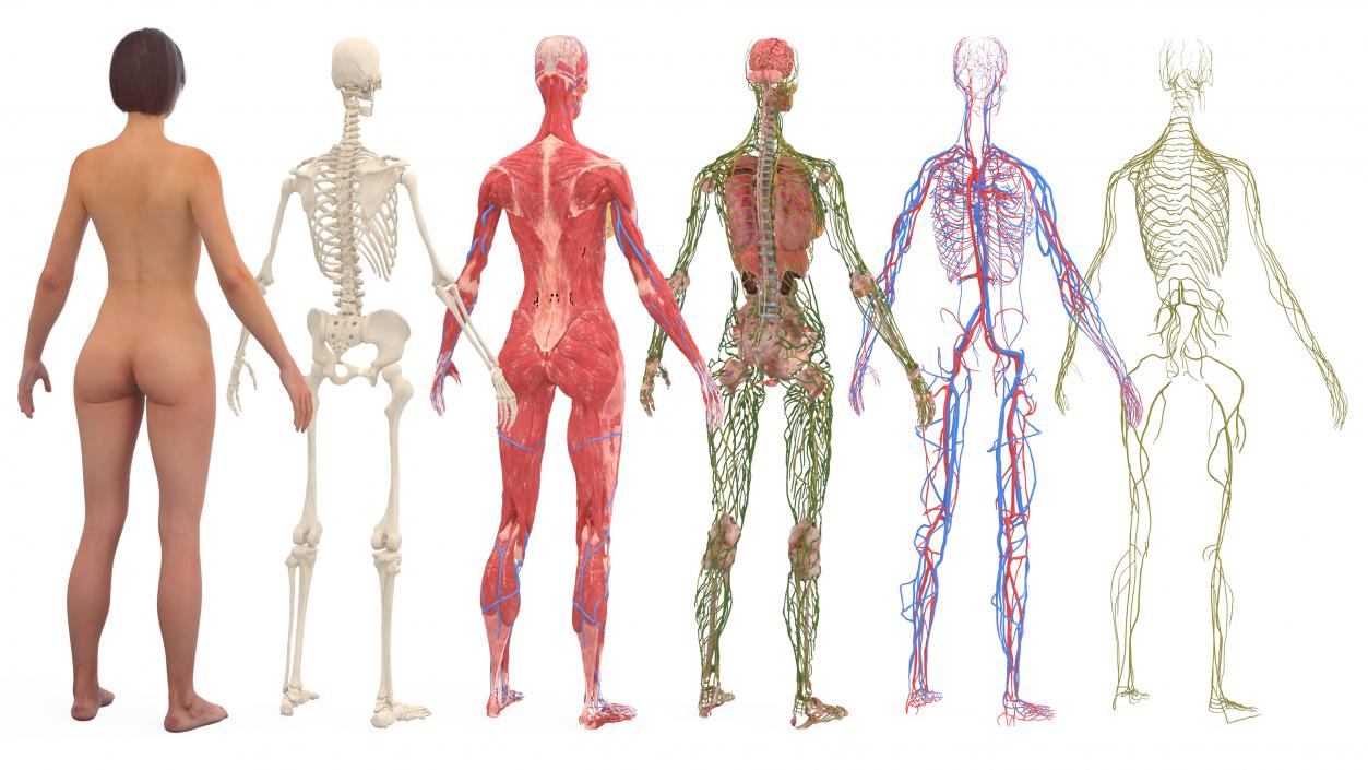 3D Realistic Full Body Anatomy Collection model