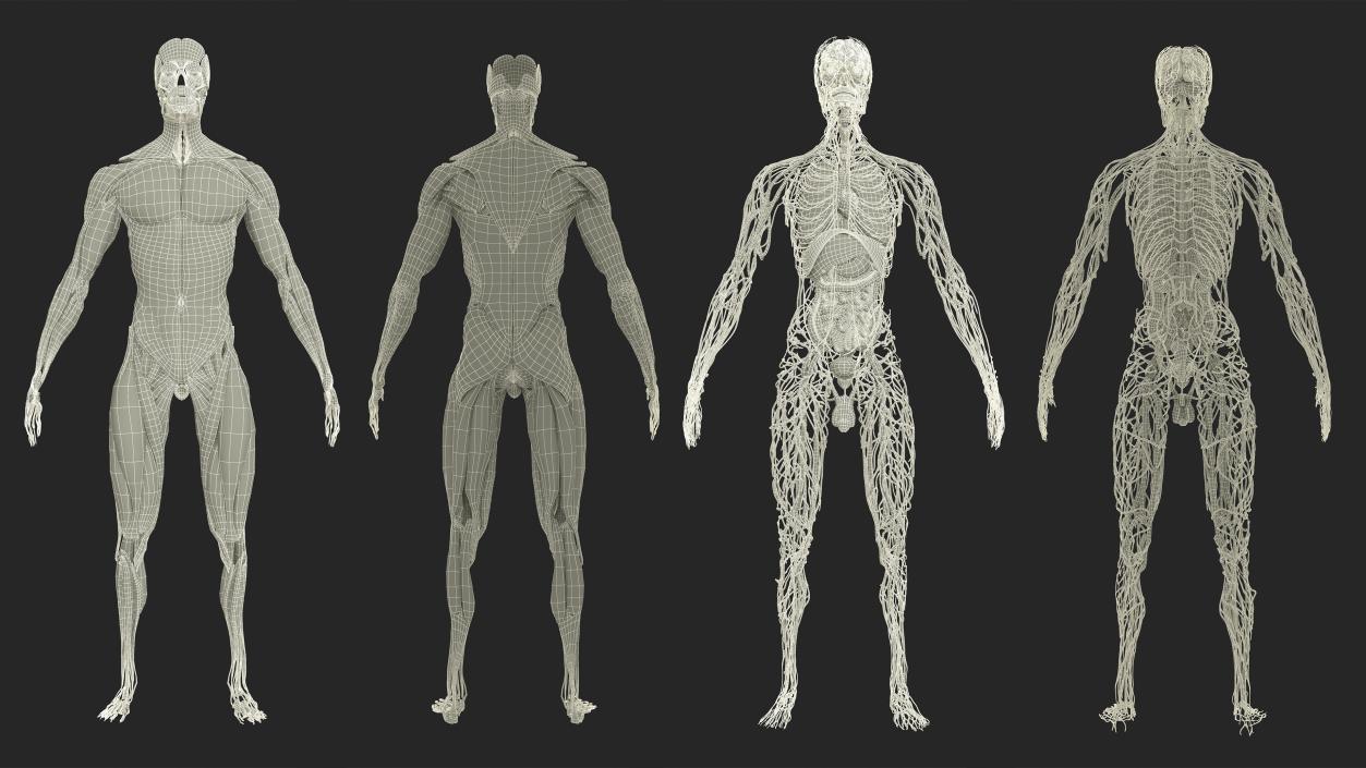 3D Realistic Full Body Anatomy Collection model