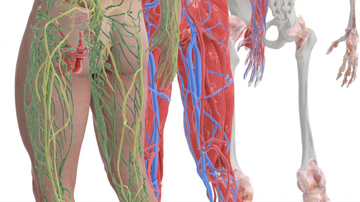 3D Realistic Full Body Anatomy Collection model