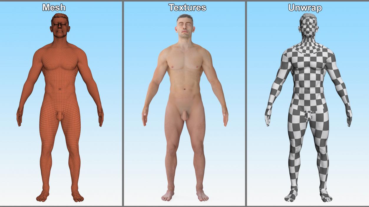 3D Realistic Full Body Anatomy Collection model