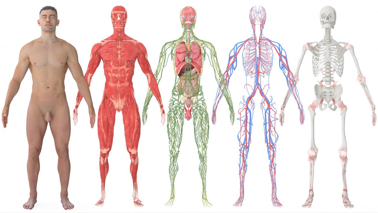 3D Realistic Full Body Anatomy Collection model