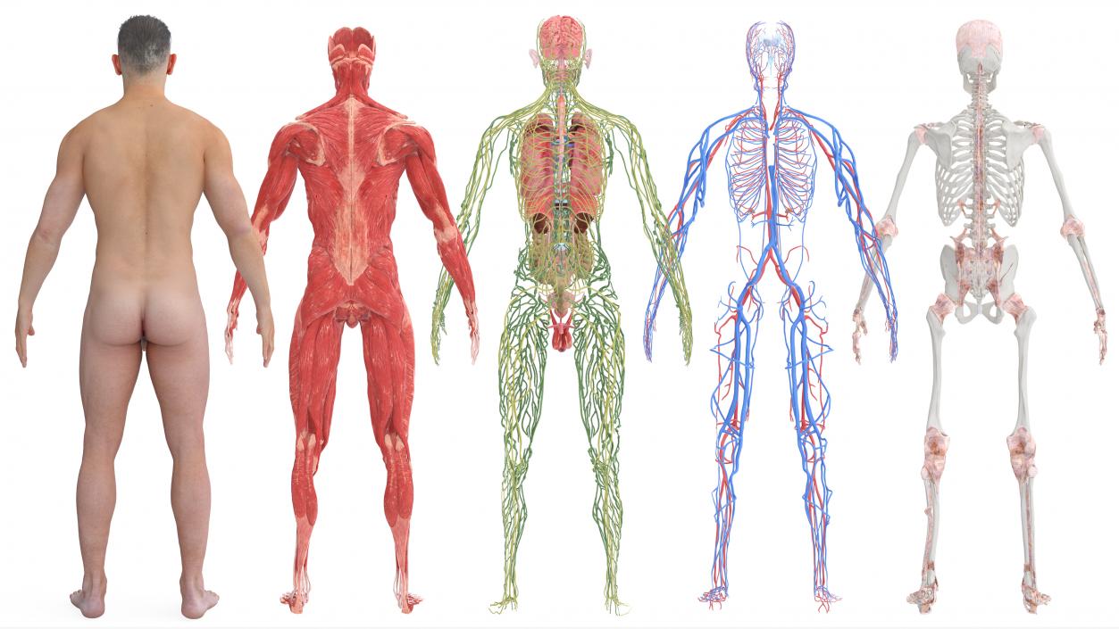 3D Realistic Full Body Anatomy Collection model