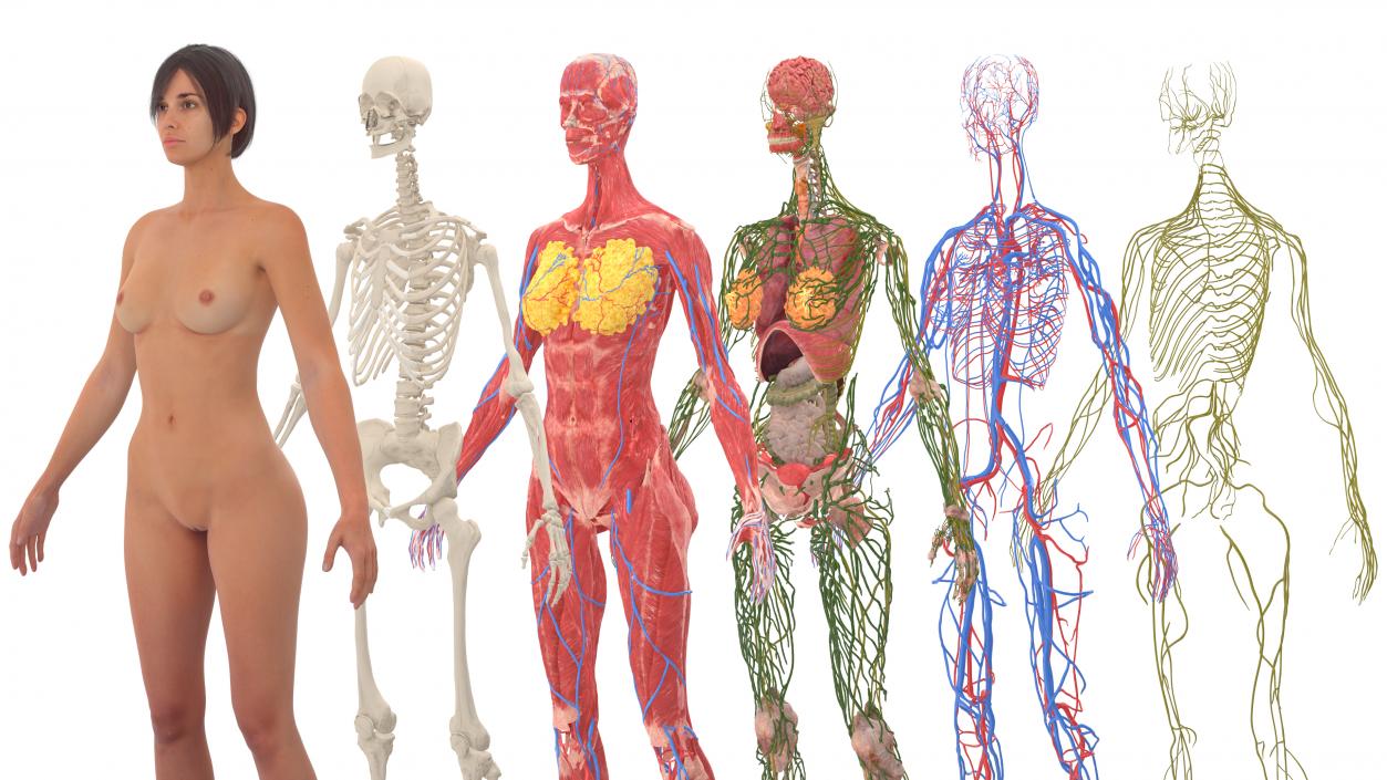 3D Realistic Full Body Anatomy Collection model