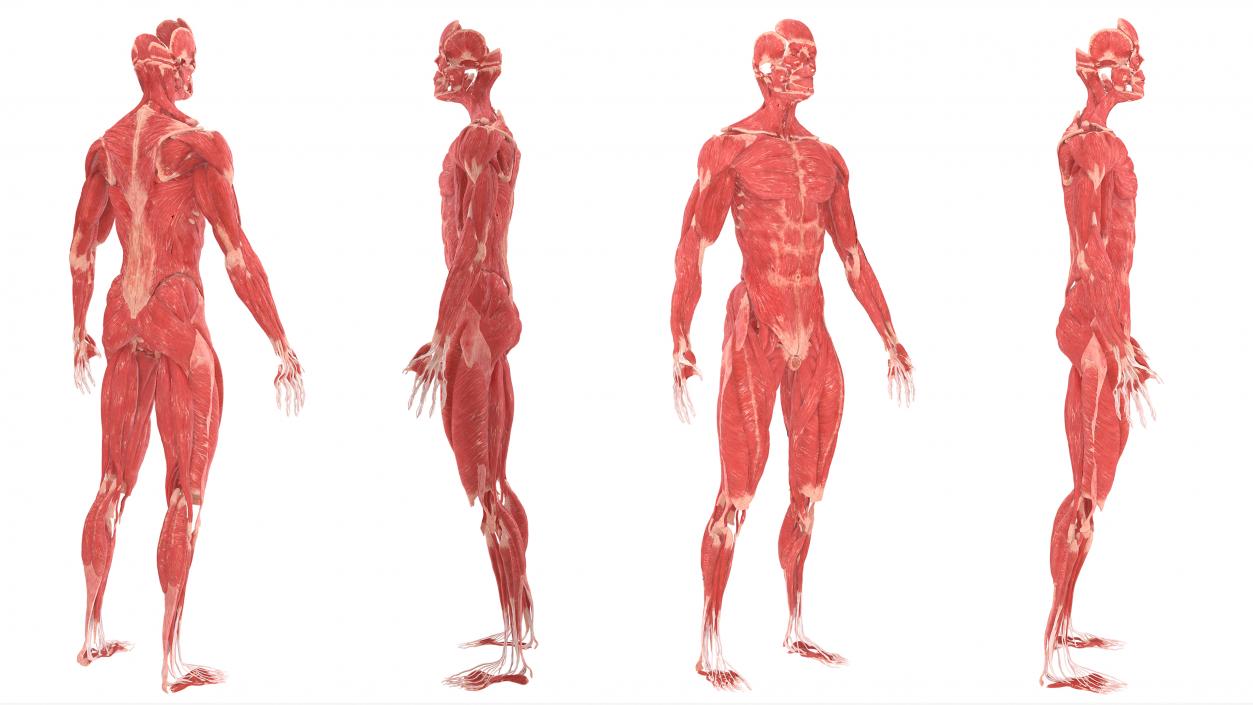 3D Realistic Full Body Anatomy Collection model