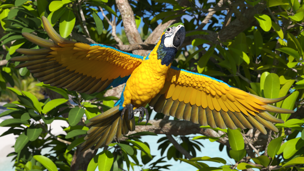 3D model Blue and Yellow Macaw Parrot Flight Pose