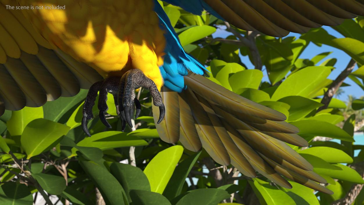 3D model Blue and Yellow Macaw Parrot Flight Pose