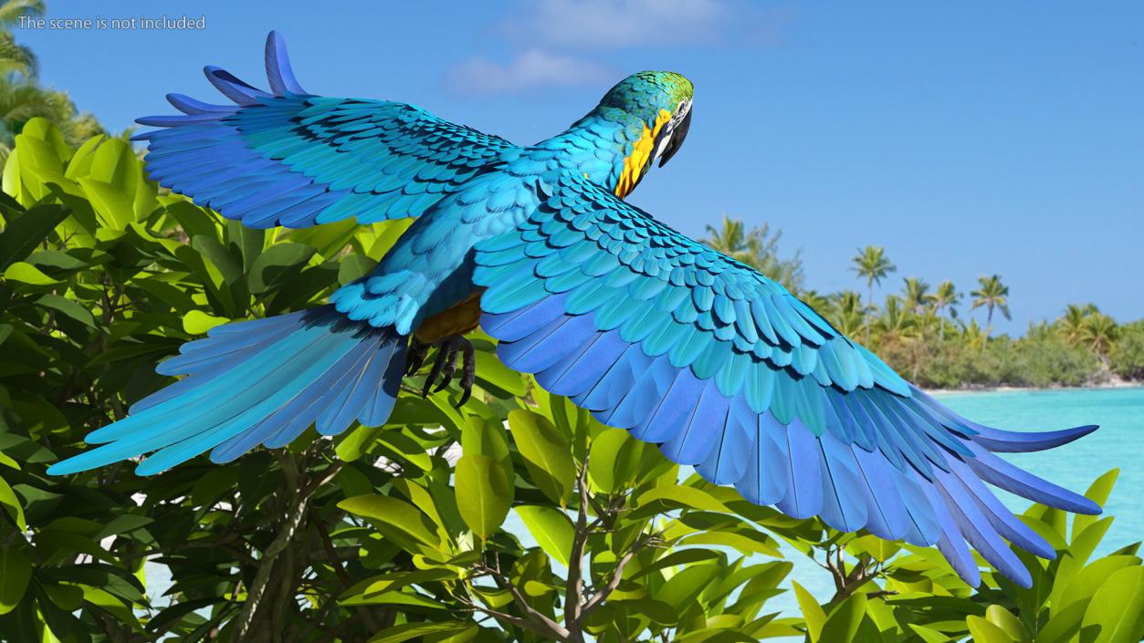 3D model Blue and Yellow Macaw Parrot Flight Pose