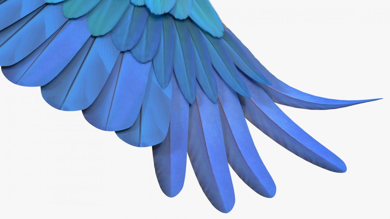 3D model Blue and Yellow Macaw Parrot Flight Pose