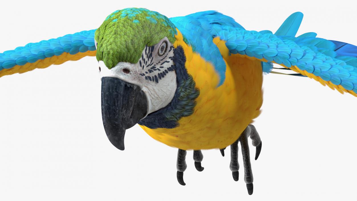 3D model Blue and Yellow Macaw Parrot Flight Pose