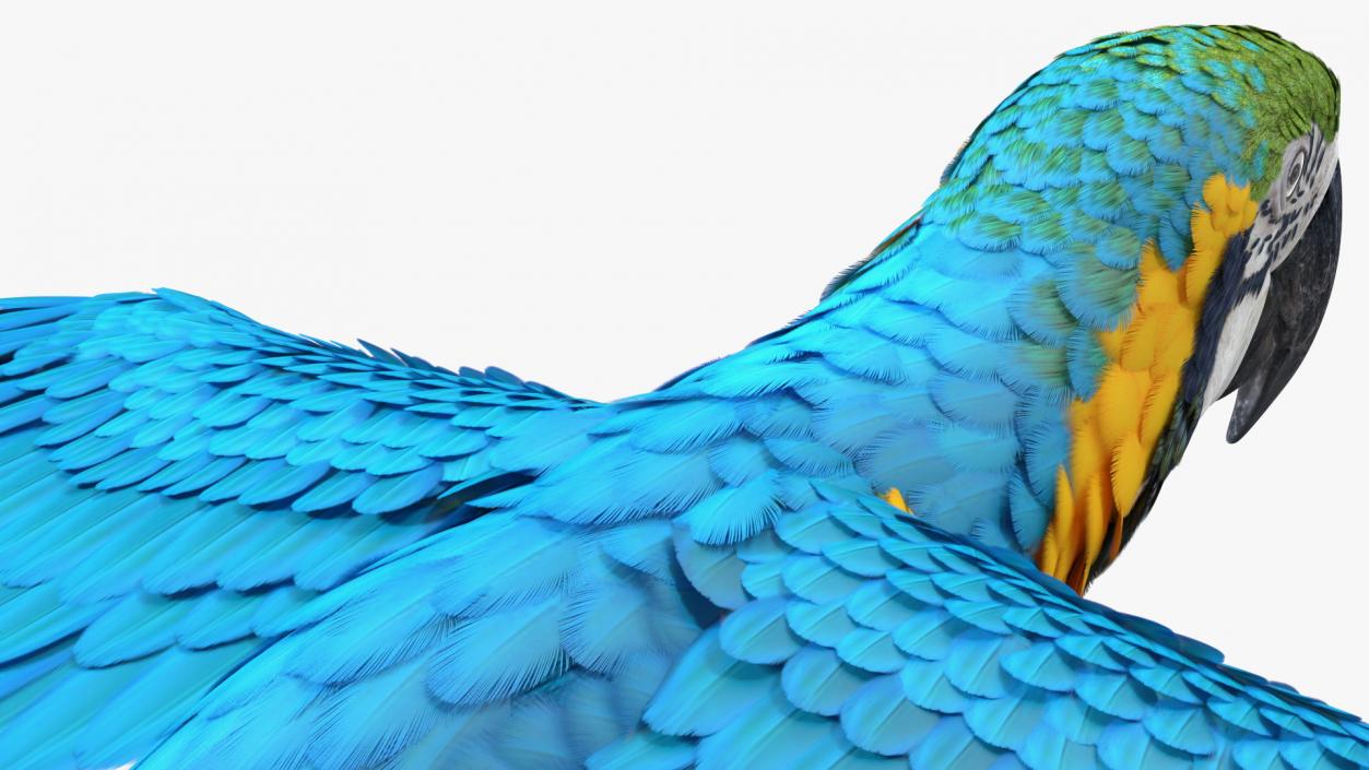 3D model Blue and Yellow Macaw Parrot Flight Pose