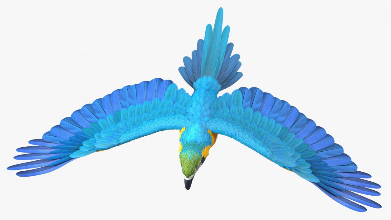 3D model Blue and Yellow Macaw Parrot Flight Pose