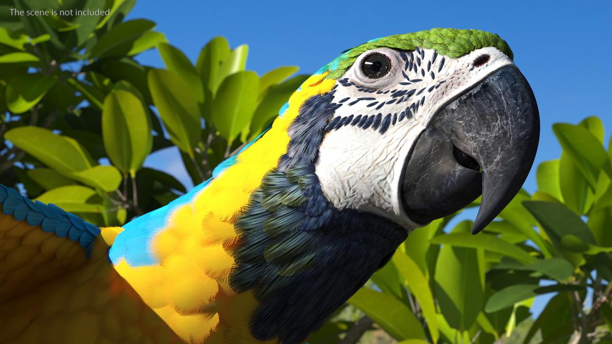 3D model Blue and Yellow Macaw Parrot Flight Pose