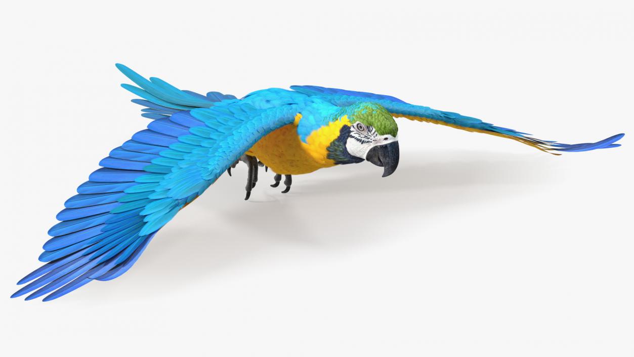 3D model Blue and Yellow Macaw Parrot Flight Pose