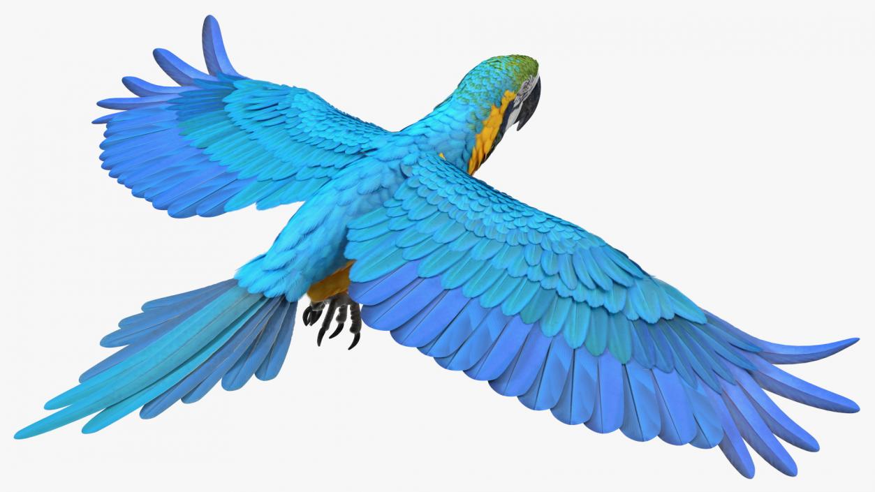 3D model Blue and Yellow Macaw Parrot Flight Pose