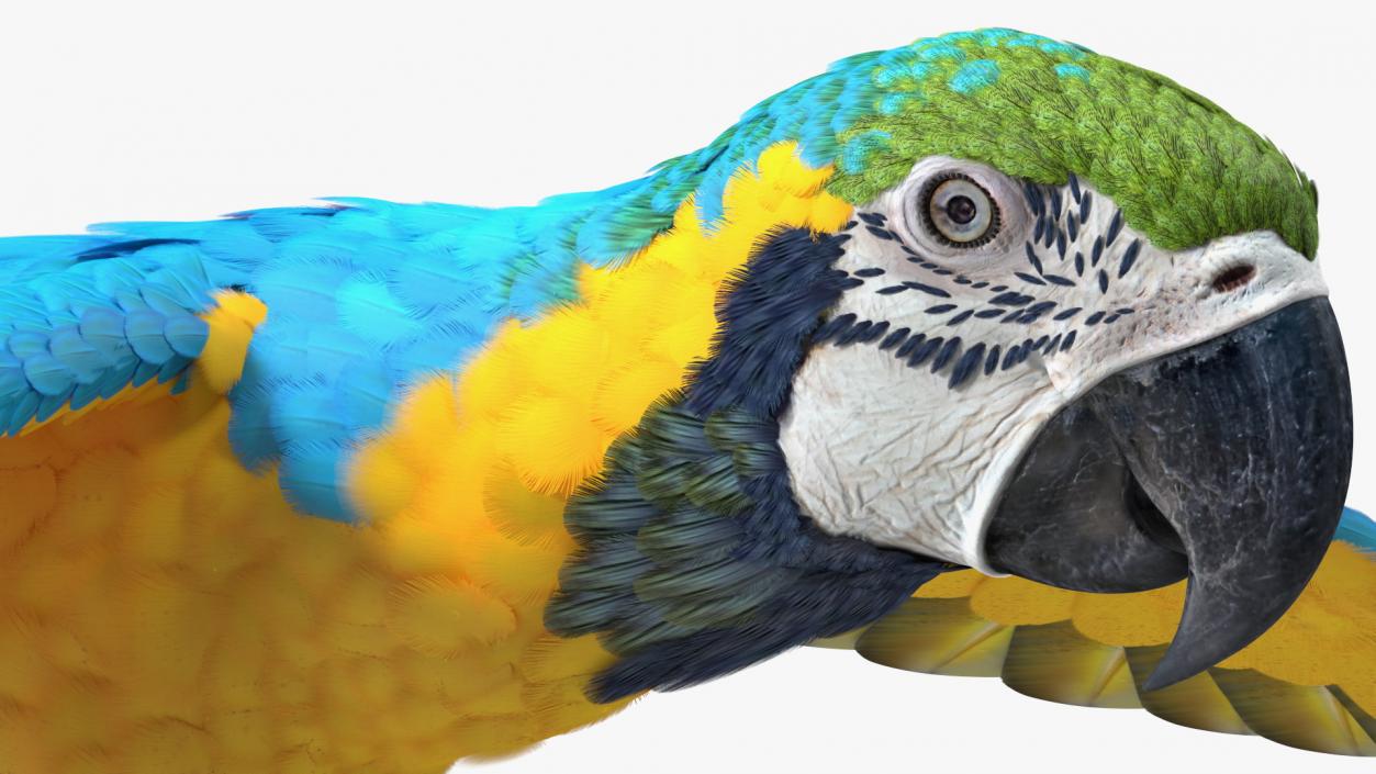 3D model Blue and Yellow Macaw Parrot Flight Pose