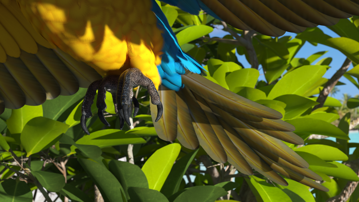 3D model Blue and Yellow Macaw Parrot Flight Pose