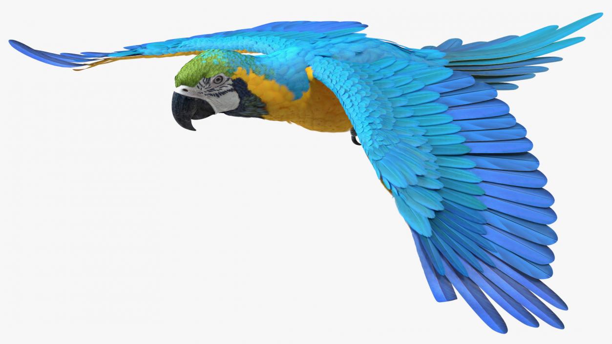 3D model Blue and Yellow Macaw Parrot Flight Pose