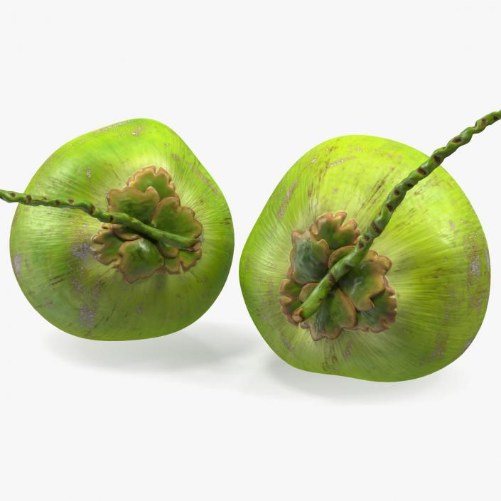 Two Fresh Green Coconuts 3D model