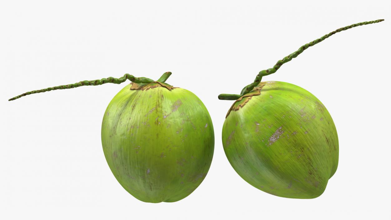 Two Fresh Green Coconuts 3D model