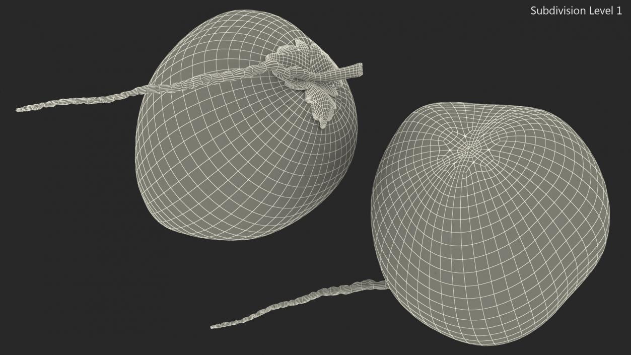 Two Fresh Green Coconuts 3D model