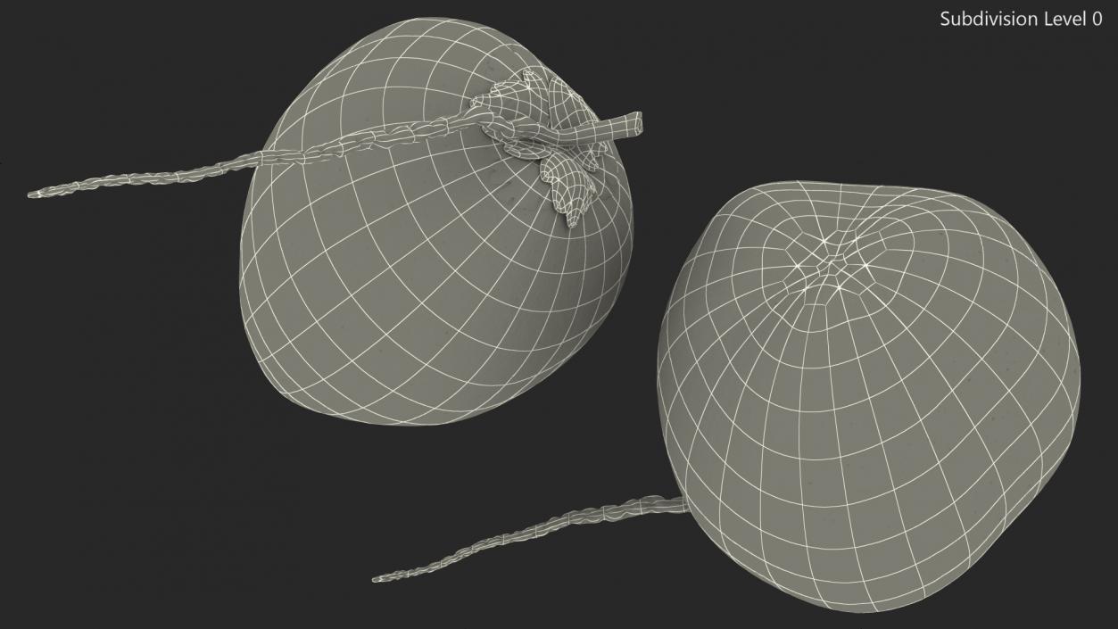 Two Fresh Green Coconuts 3D model