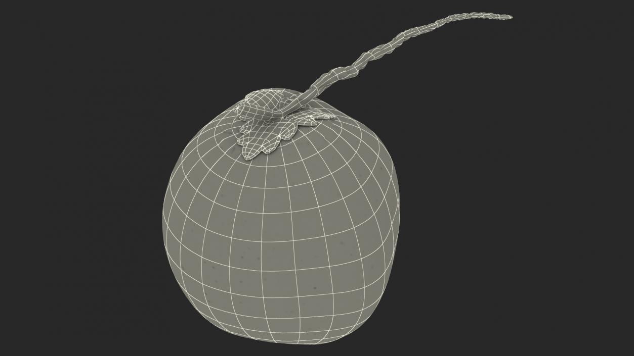 Two Fresh Green Coconuts 3D model