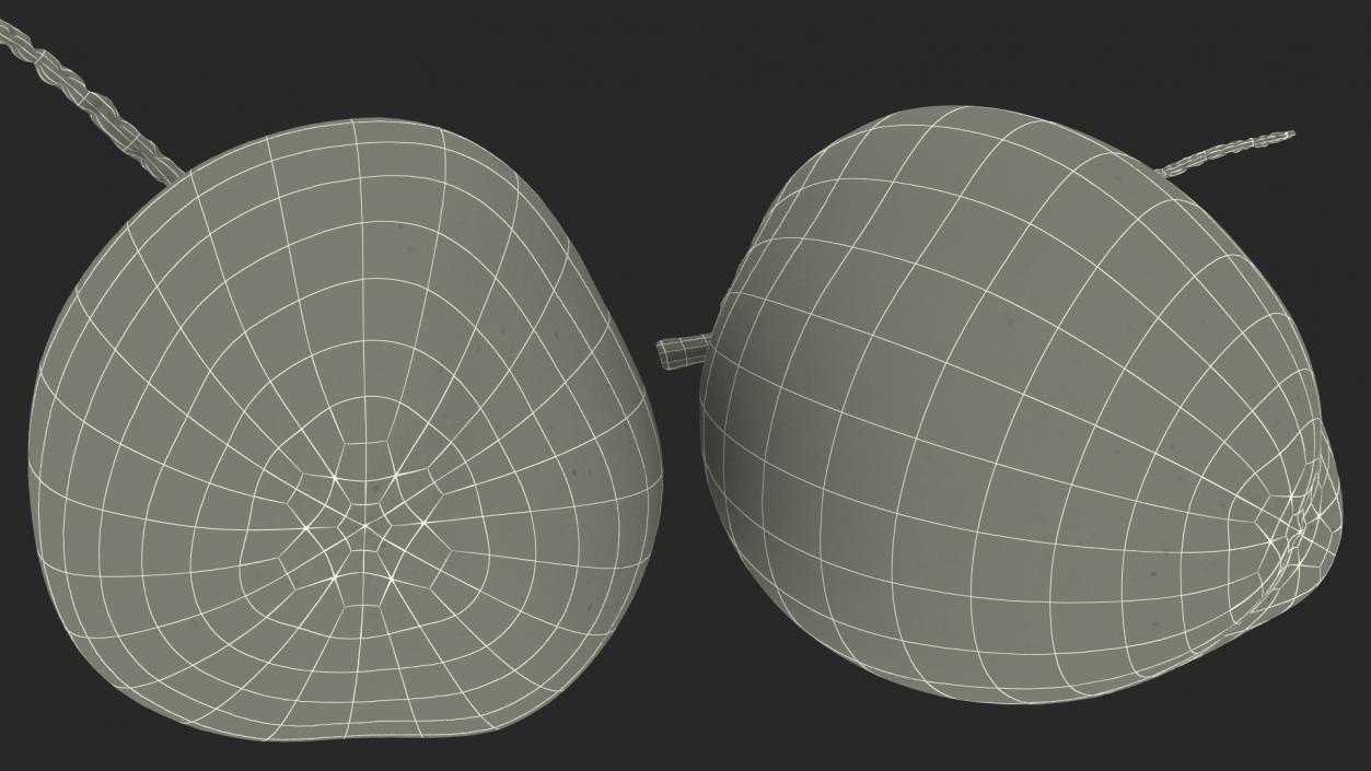 Two Fresh Green Coconuts 3D model