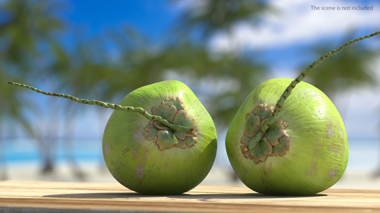 Two Fresh Green Coconuts 3D model