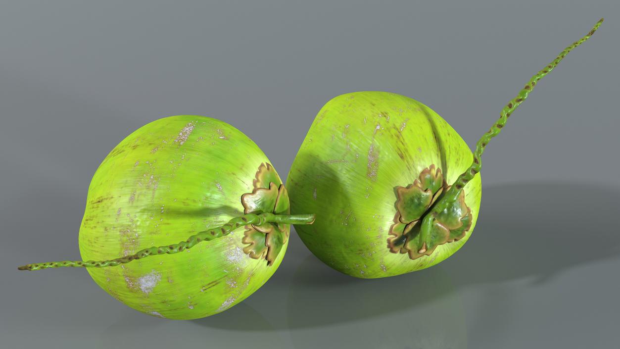 Two Fresh Green Coconuts 3D model