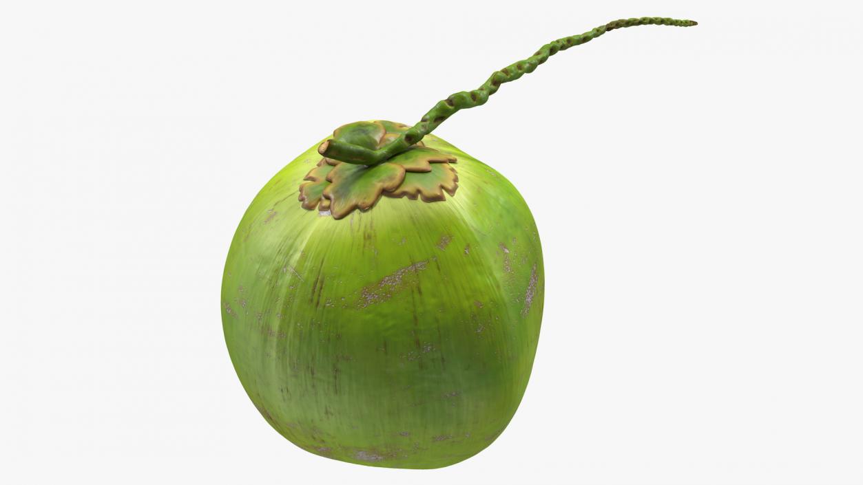 Two Fresh Green Coconuts 3D model