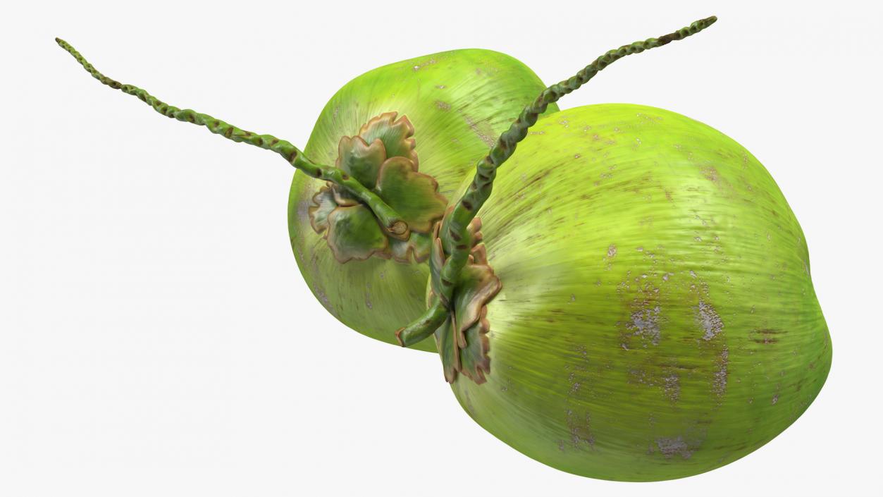 Two Fresh Green Coconuts 3D model