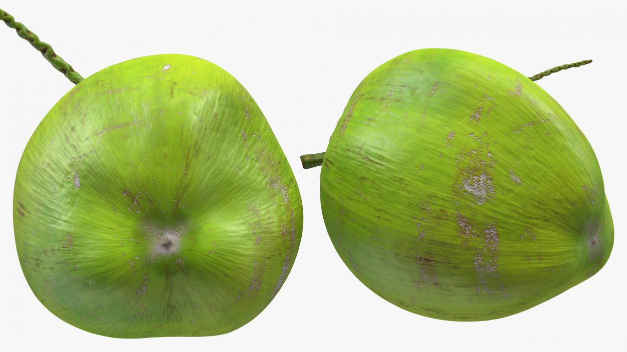 Two Fresh Green Coconuts 3D model